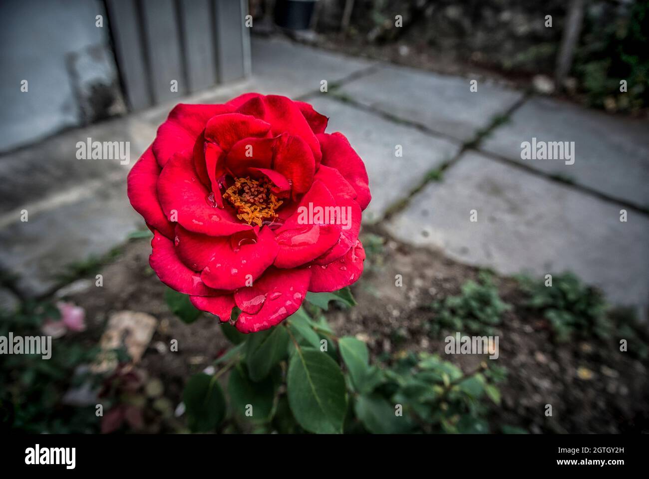 Une rose rouge après la pluie Banque D'Images