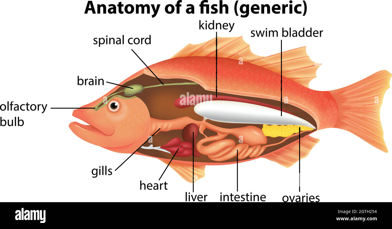 Anatomie d'un poisson Illustration de Vecteur