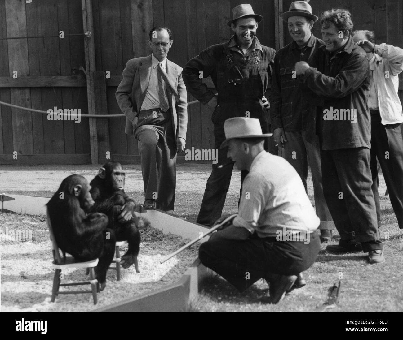 CLARK GABLE's Stand-In LOU SMITH and SPENCER TRACY montre l'entraîneur d'animaux GEORGE EMERSON entraînement deux chimps de Tarzan dans le Un stylo animal à MGM Studios pendant une pause du tournage DE LA VILLE BOOM 1940 réalisateur JACK CONWAY scénario John Lee Mahin Basé sur une histoire de James Edward Grant robes Gilbert Adrian musique Franz Waxman Metro Goldwyn Mayer Banque D'Images