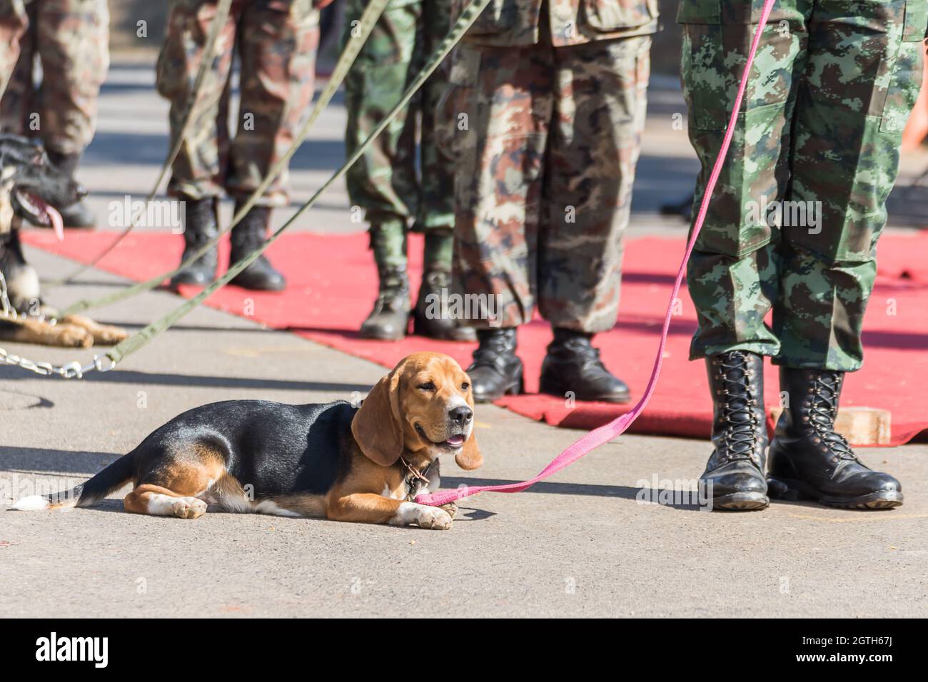 Soldat de l'armée avec chien, chiens d'entraînement de guerre Banque D'Images