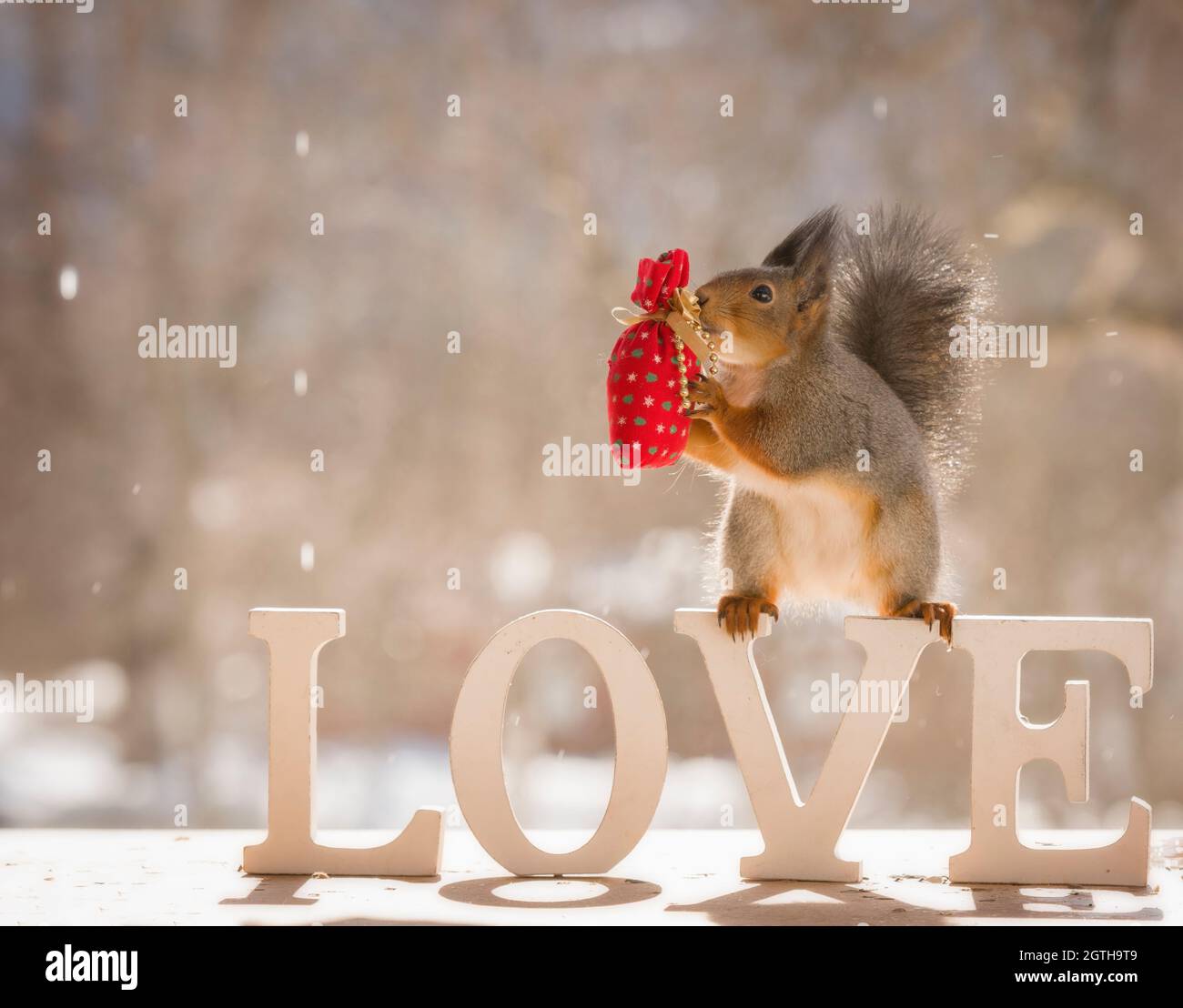 Écureuil rouge tenant un cadeau sur le mot amour Photo Stock - Alamy