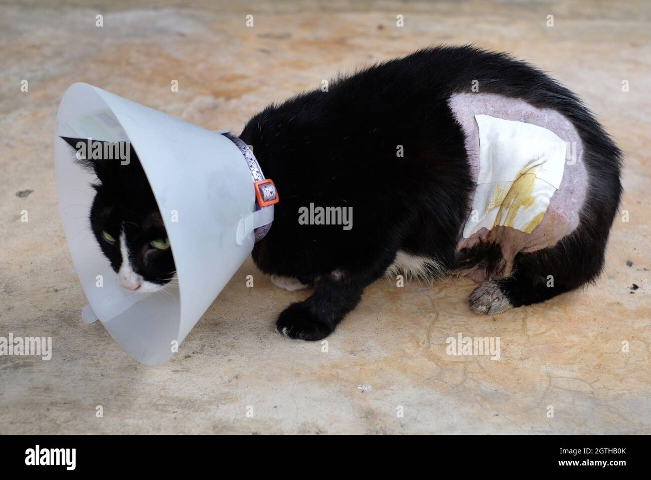 Col Sur Le Cou Pour Que Cat Ne Liquez Pas Les Chats Ont Des Plaies Chirurgicales Sur Leurs Estomacs Photo Stock Alamy