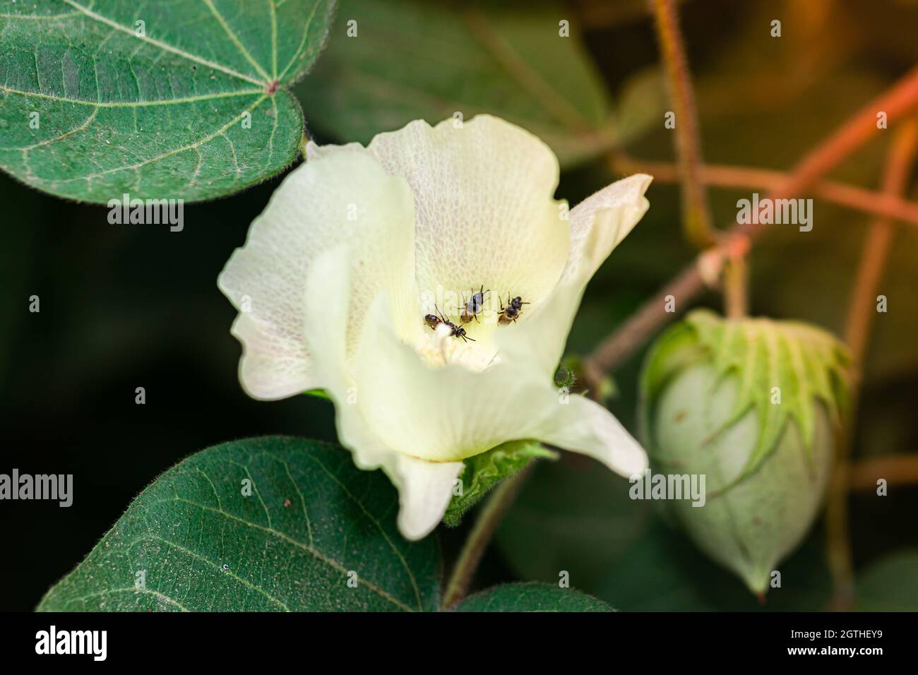 Fleurs et bourgeons d'une plante de coton gros plan sur un fond de ciel  bleu Photo Stock - Alamy