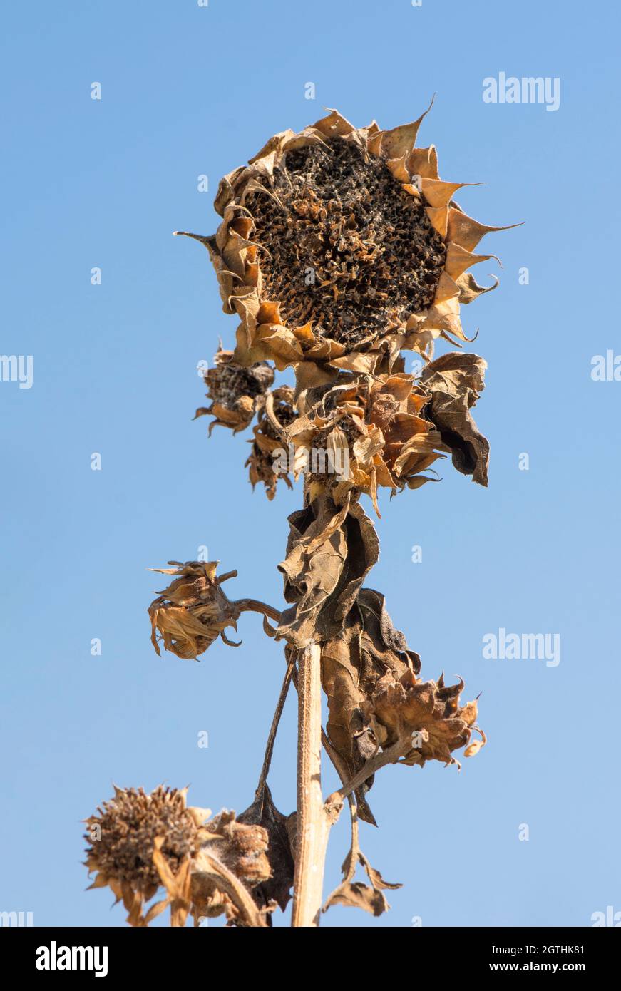 Tête de tournesol sèche sans graines contre ciel bleu, Espagne. Banque D'Images