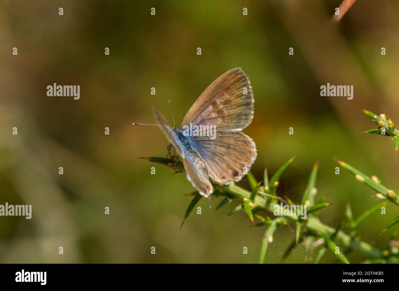 Zebra Blue commun ou Lang's short-tailed blue, Leptotes pirithous., Andalousie, espagne. Banque D'Images