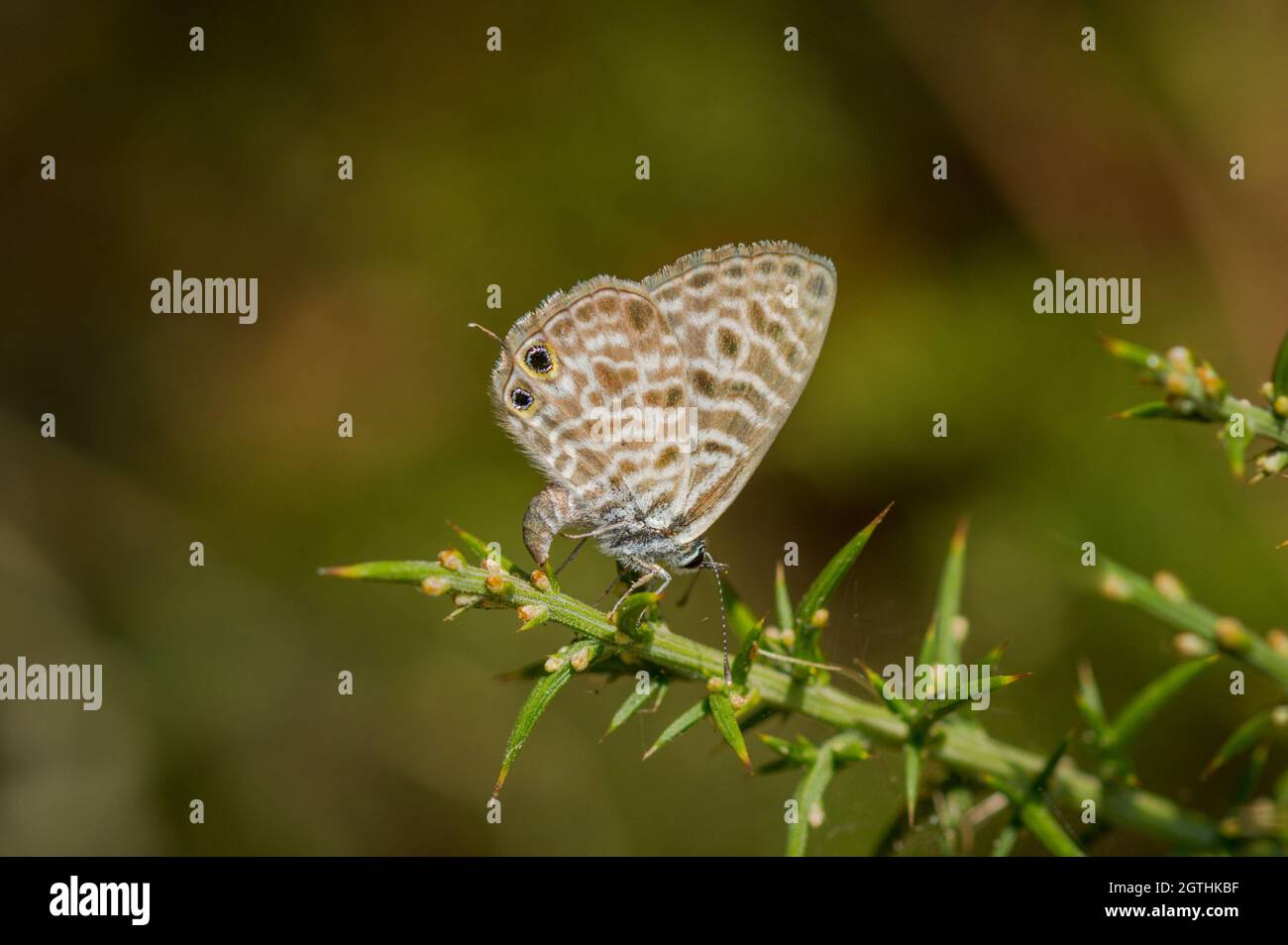 Bleu zèbre commun ou bleu à queue courte de Lang, Leptotes pirithous., oeufs pondus, Andalousie, Espagne. Banque D'Images