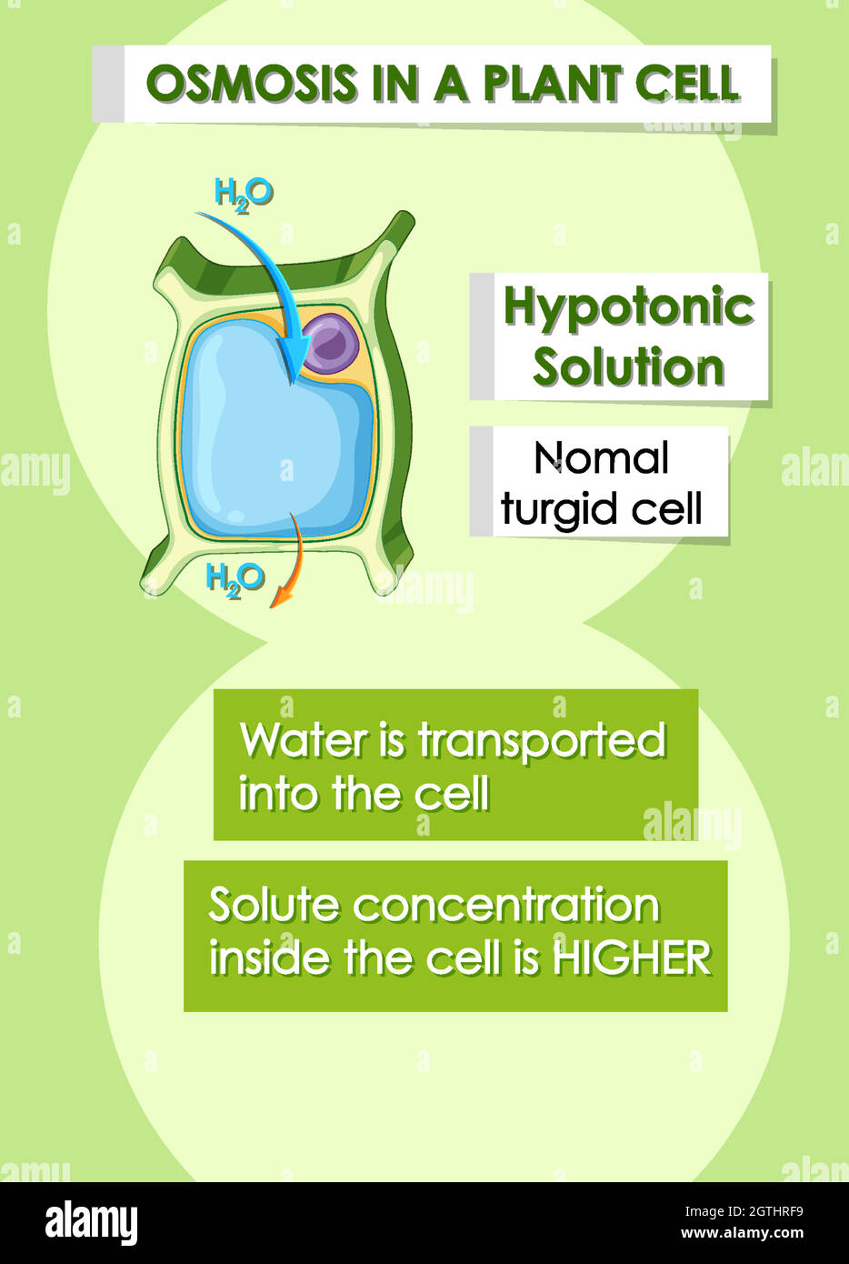 Schéma montrant les détails de la cellule végétale Illustration de Vecteur