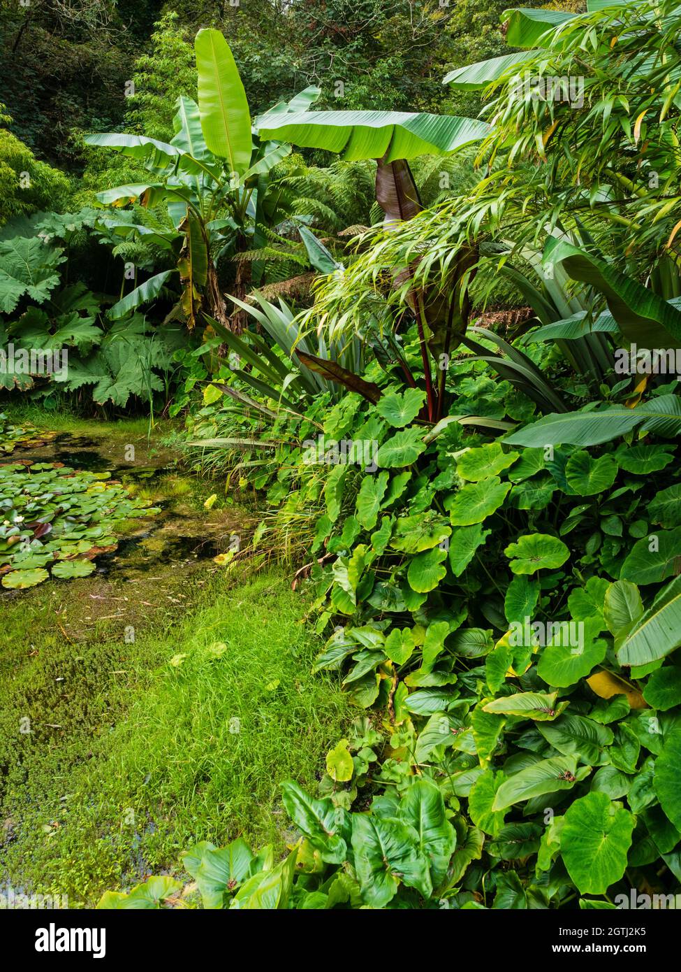 Plantation de feuillage exotique avec des bananes, des colocasies, des gunnera et des bambous autour d'une piscine à Tremenheere, Cornouailles Banque D'Images