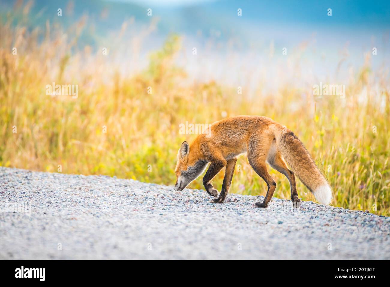 renard petit prince peluche