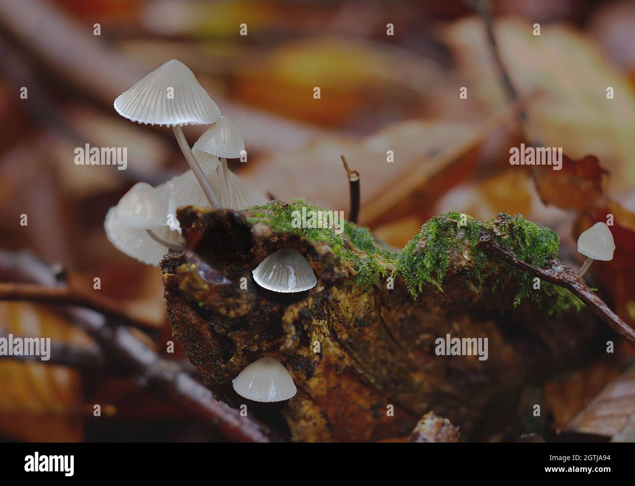 Champignons d'automne dans la forêt Banque D'Images