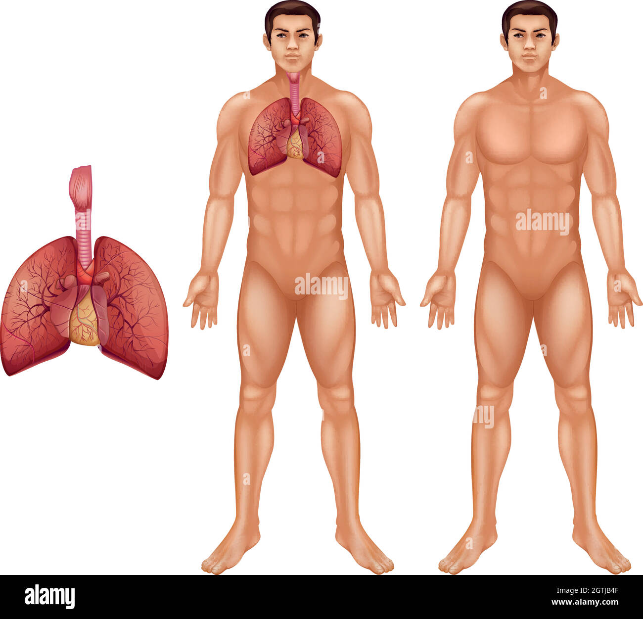 Système respiratoire humain Illustration de Vecteur