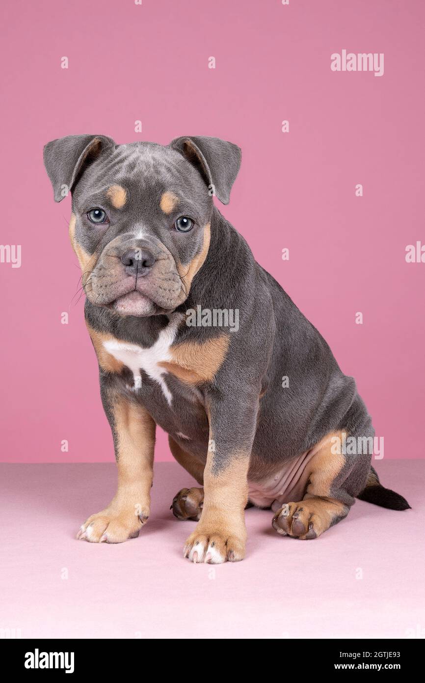 Un portrait d'Un adorable chien Bulldog Old English en regardant l'appareil  photo sur Un fond rose Photo Stock - Alamy