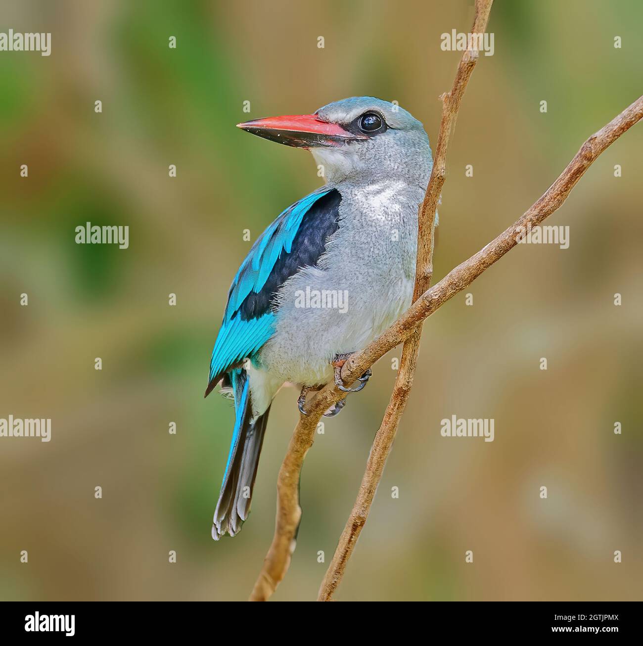 Blue-breasted Kingfisher Banque D'Images