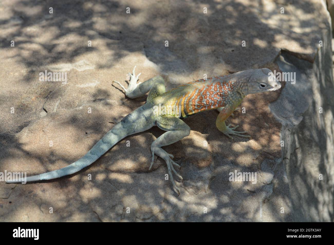 Lizard coloré posant pour la photo à Boca de Potrerillos Banque D'Images