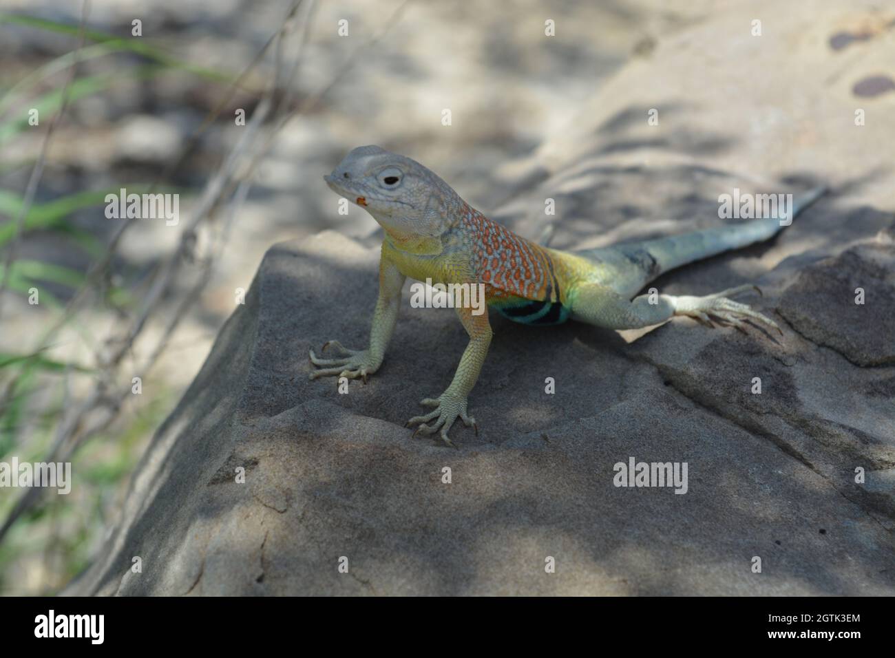 Lizard coloré posant pour la photo à Boca de Potrerillos Banque D'Images