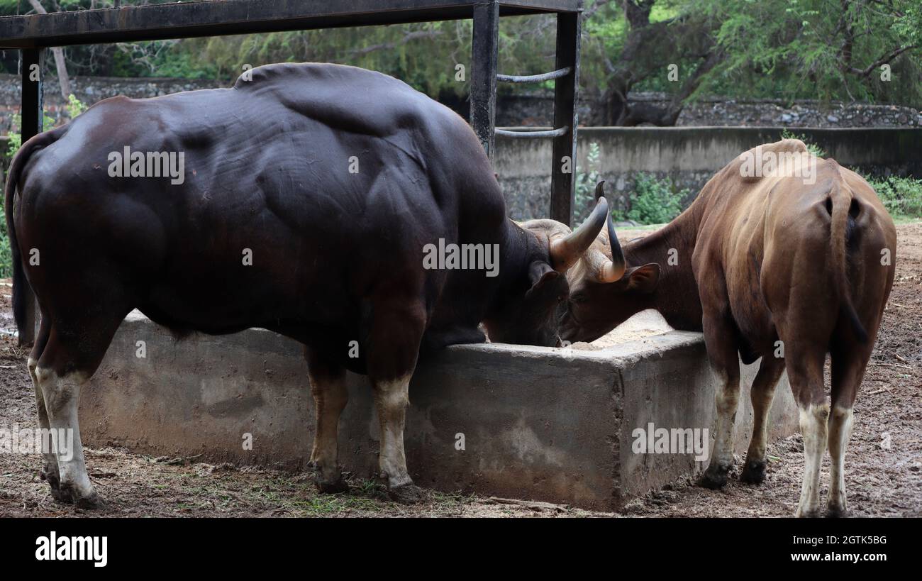 Taureau musclé mangeant c'est la vache sauvage Banque D'Images