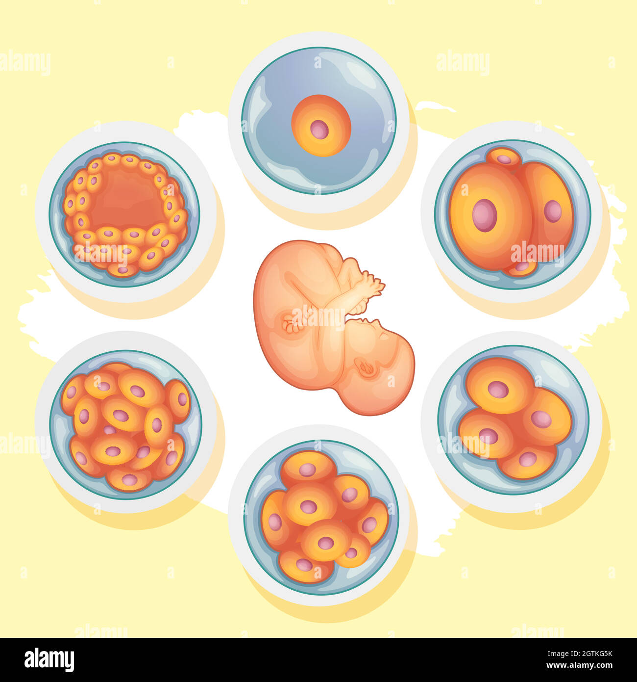 Diagramme montrant les différentes étapes du bébé humain Illustration de Vecteur