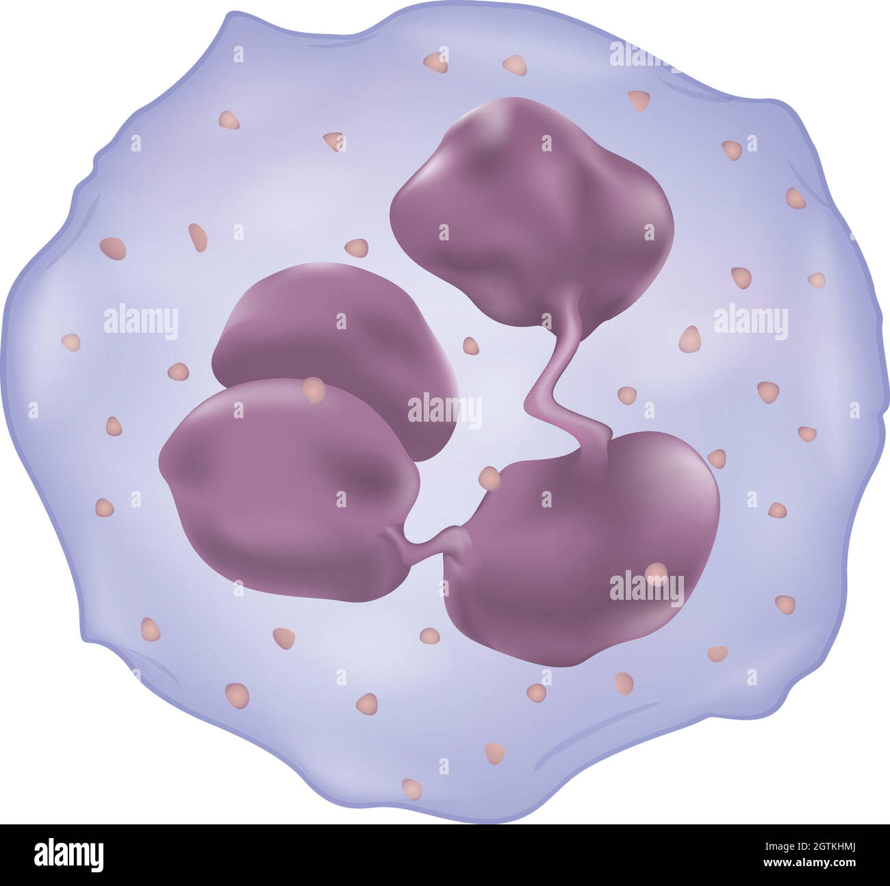 Globules blancs Illustration de Vecteur