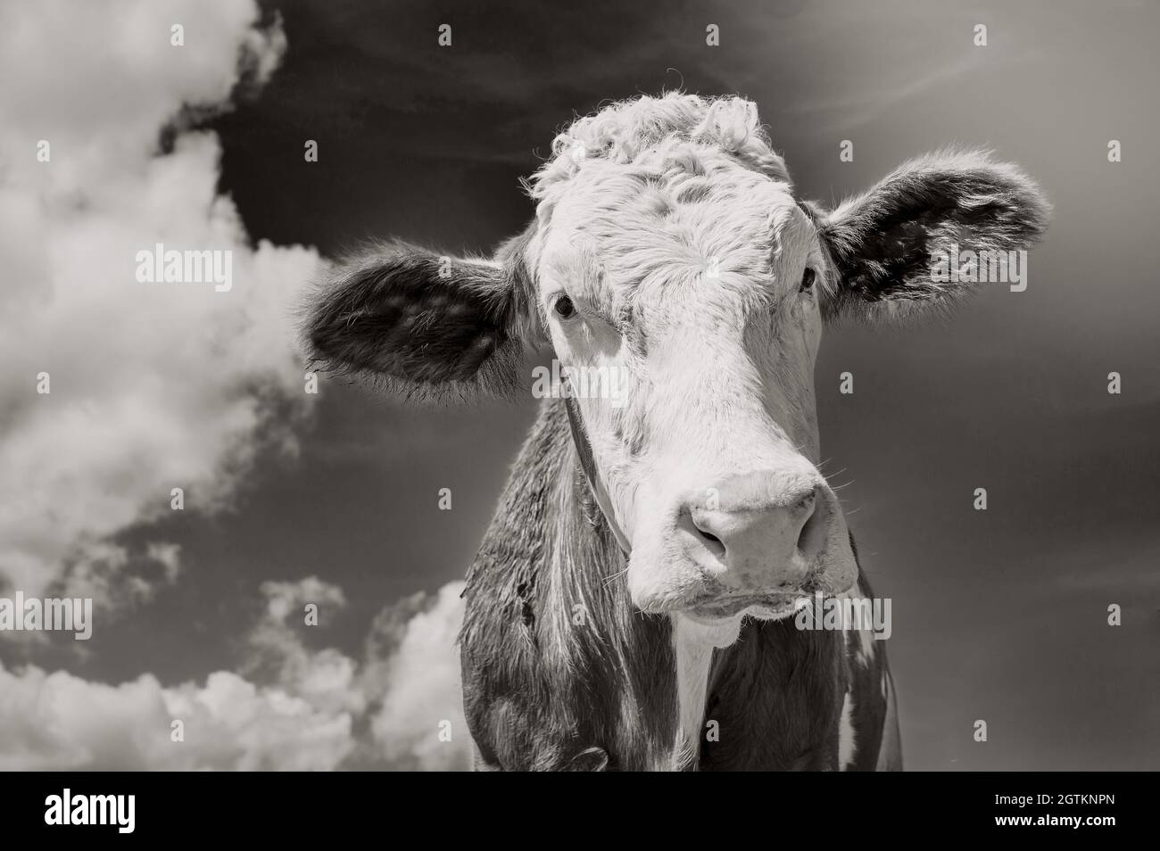 Portrait de vache contre ciel nuageux en noir blanc avec virage en sépia clair Banque D'Images