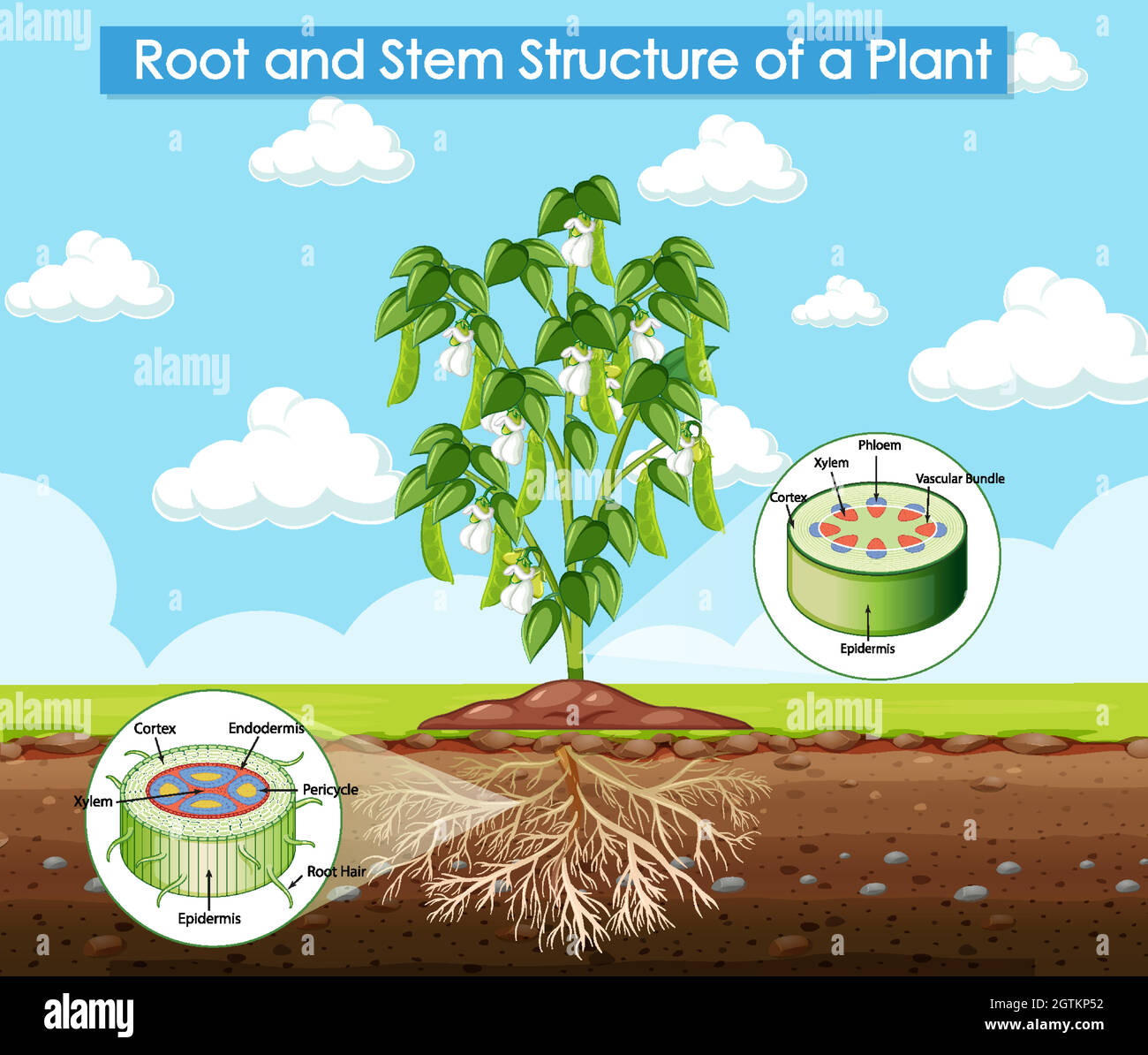 Diagramme montrant la structure racine et tige d'une plante Illustration de Vecteur