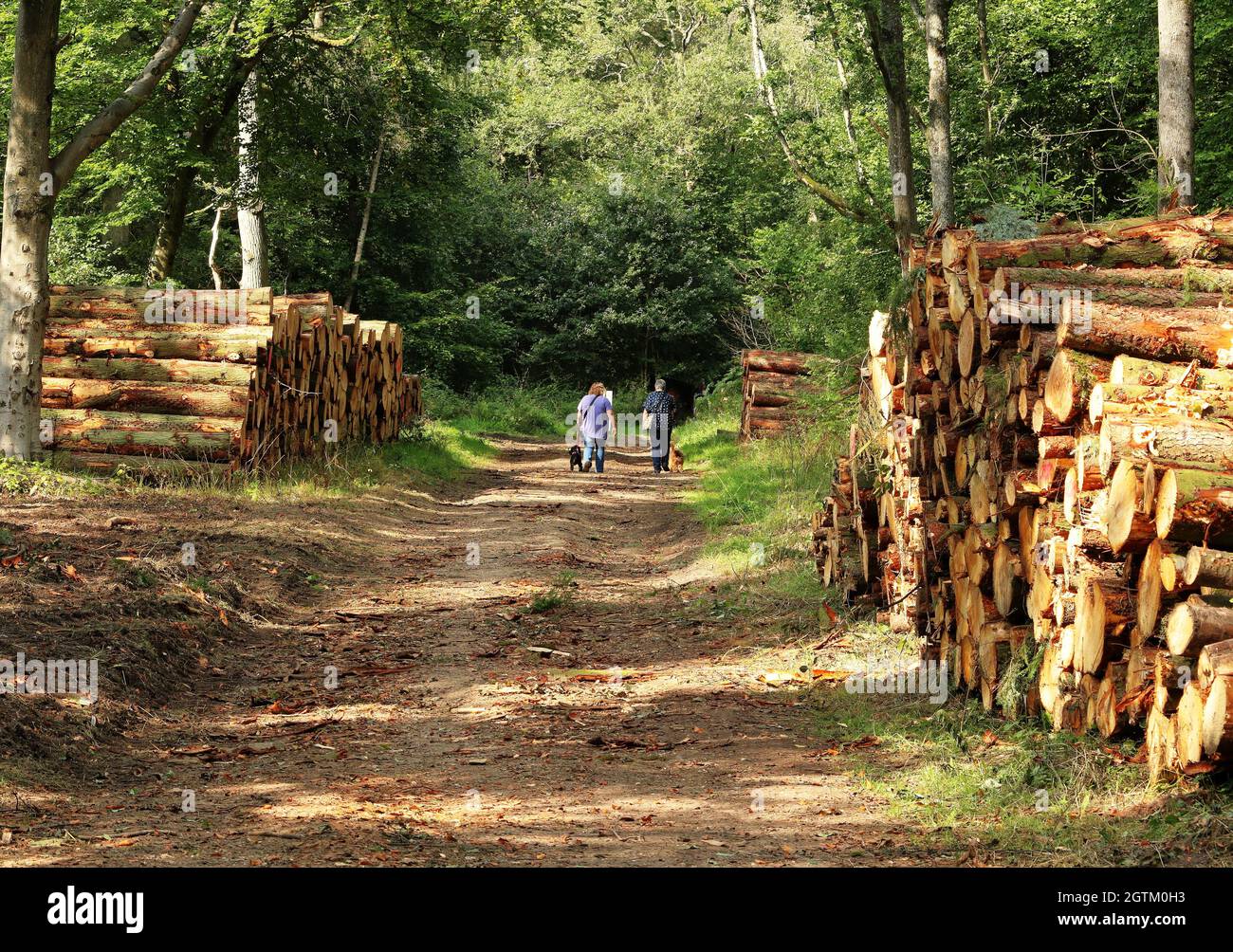 Des piles de bois le long d'une piste forestière dans les Chiltern Hills en Angleterre avec deux chiens de marche Banque D'Images