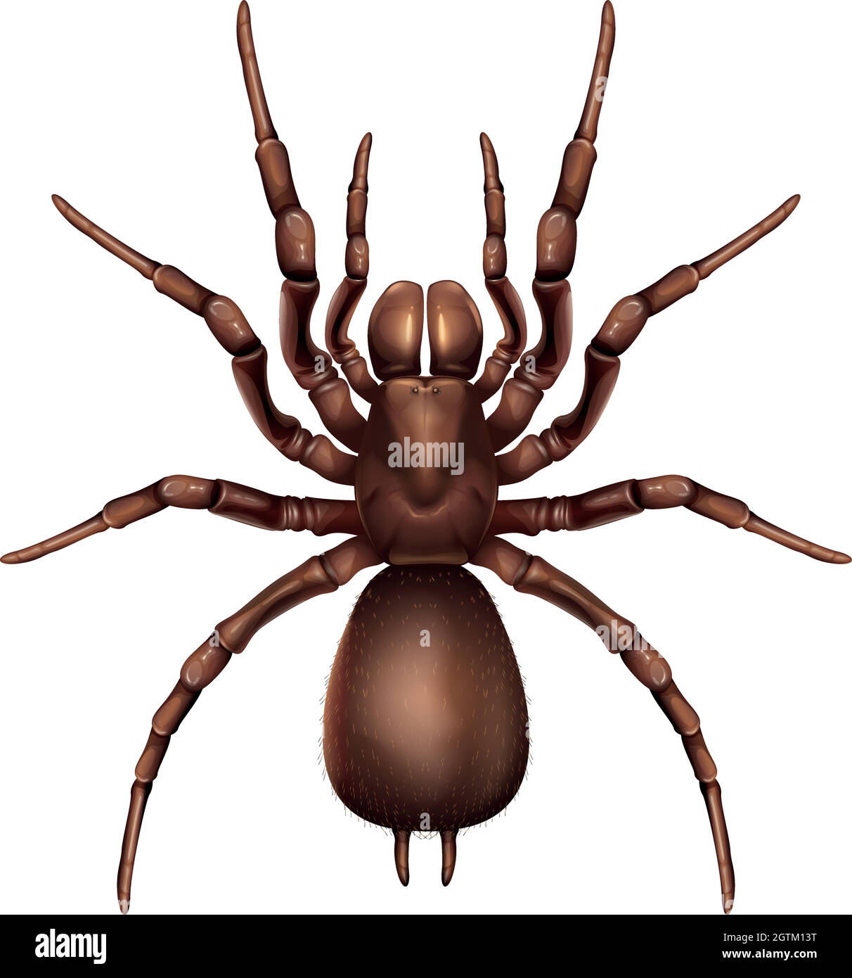 Araignée en toile d'entonnoir de Sydney Illustration de Vecteur