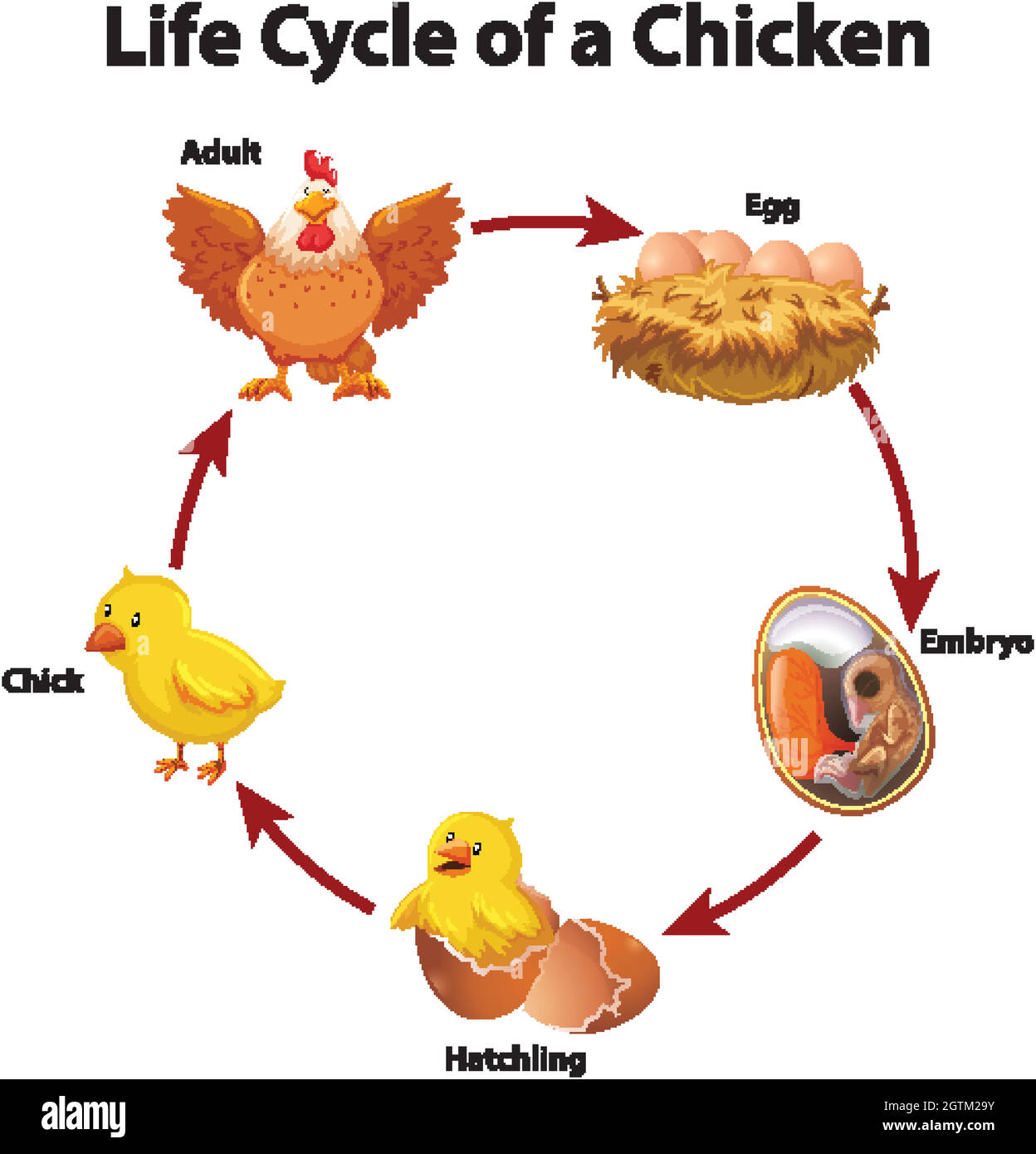 Diagramme montrant le cycle de vie du poulet Image Vectorielle Stock ...
