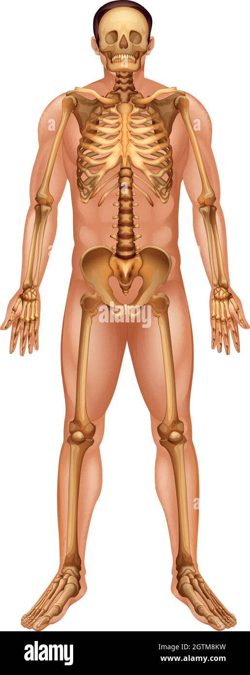 Système squelettique humain Illustration de Vecteur