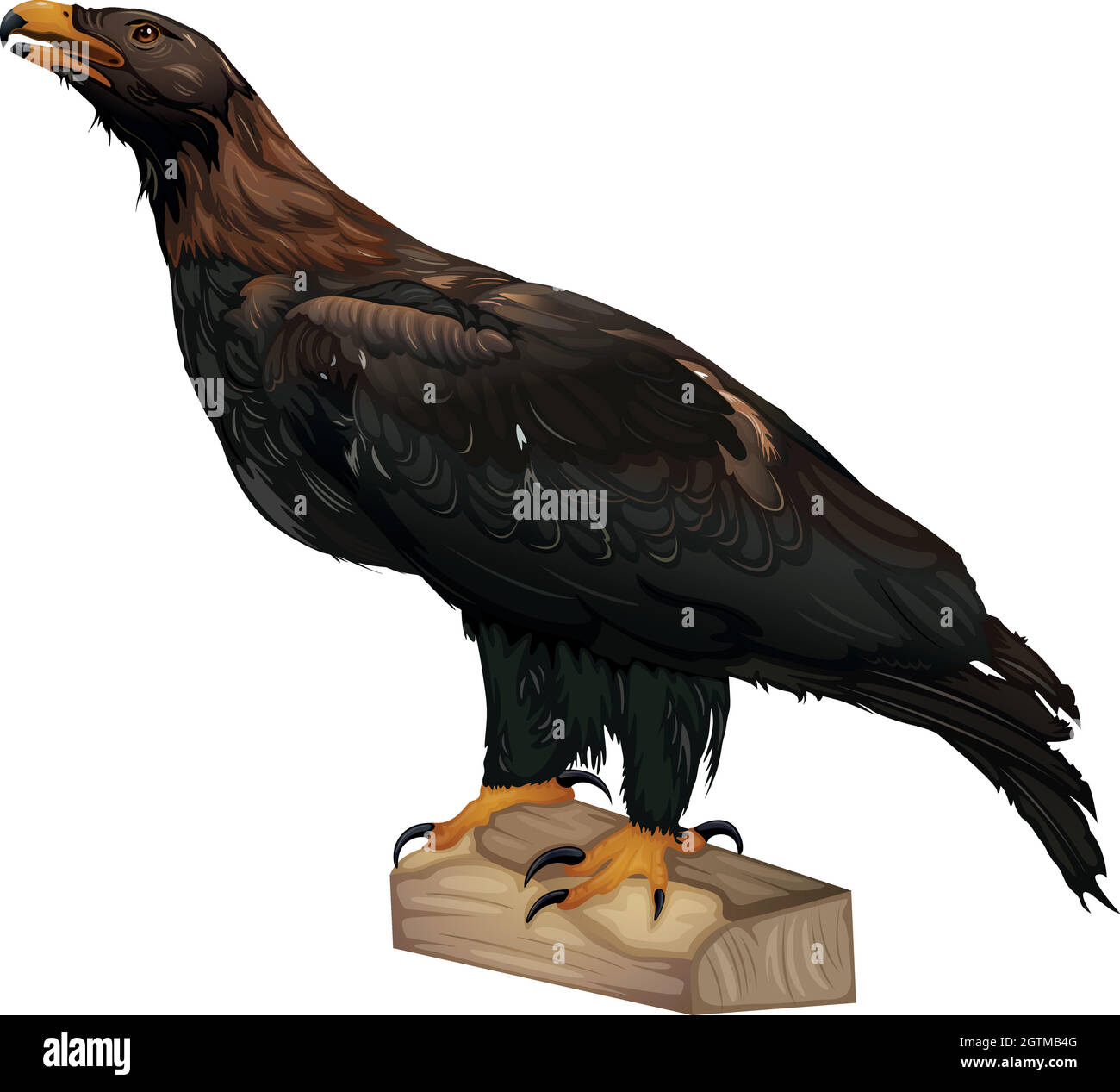 Aigle à queue en coin Illustration de Vecteur