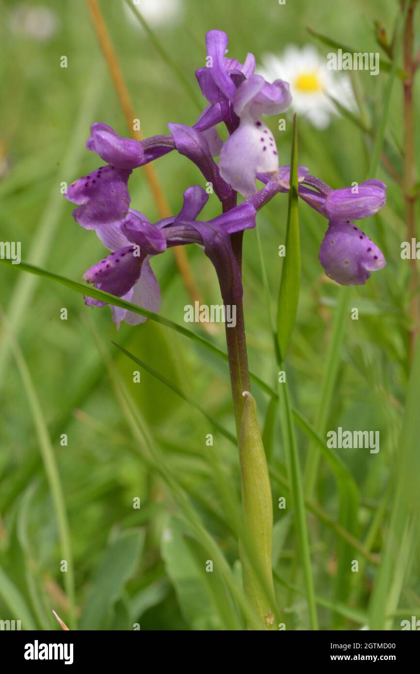 Orchidée sauvage de l'ordre Anacamptis, photographiée dans un jardin de montagne Banque D'Images