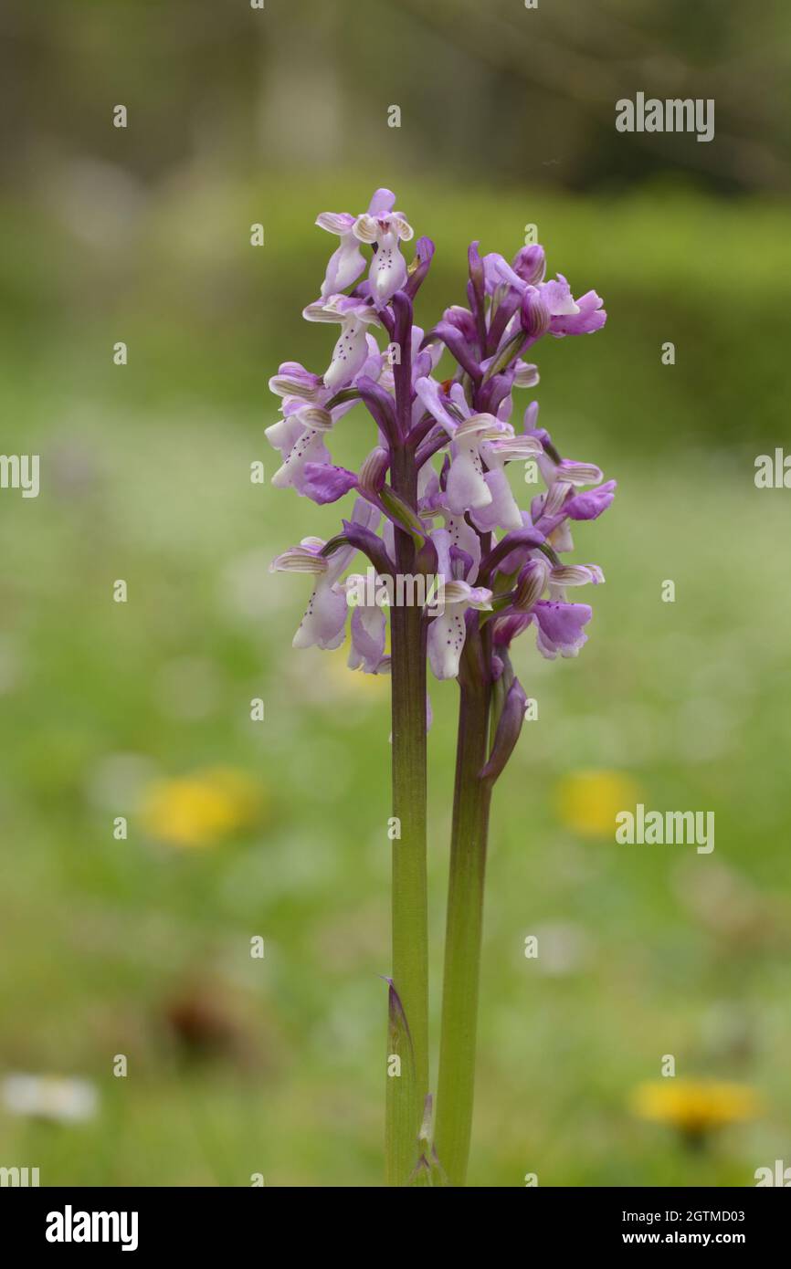Orchidée sauvage de l'ordre Anacamptis, photographiée dans un jardin de montagne Banque D'Images