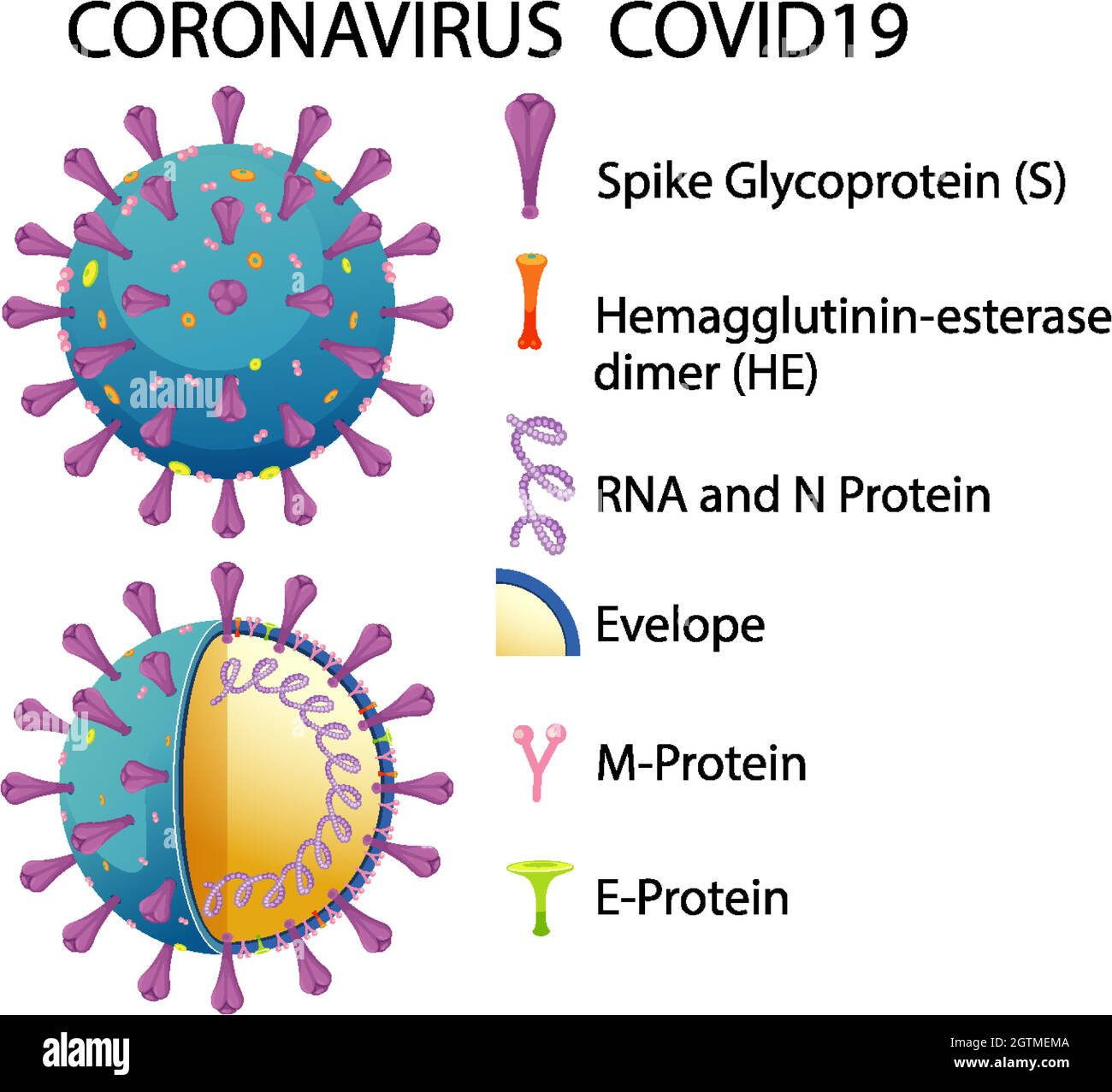 Schéma de la structure des particules du virus Corona Illustration de Vecteur