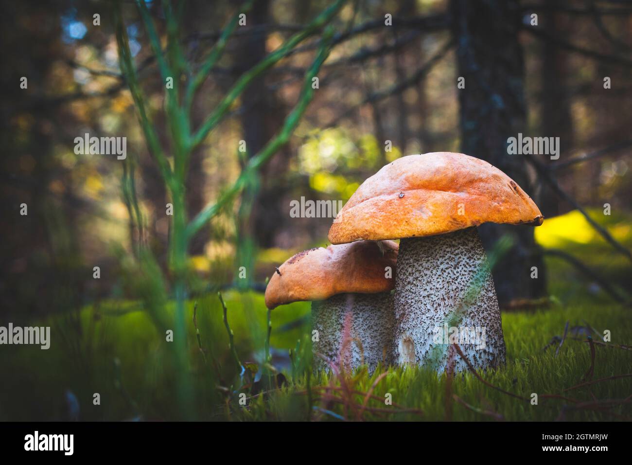 Deux champignons à chapeau orange poussent des champignons Leccinum épais en bois sauvage Banque D'Images