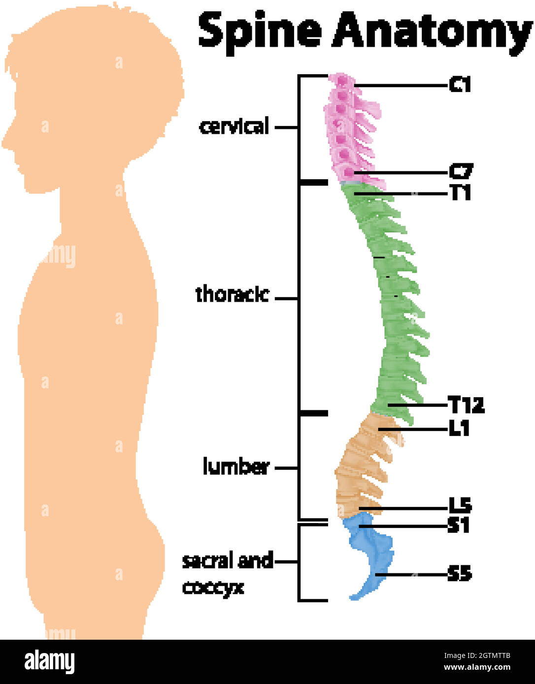 Infographie sur l'anatomie de la colonne vertébrale ou des courbes spinales Illustration de Vecteur