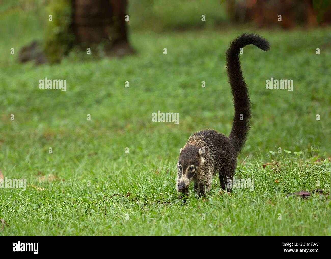 Coati à nez blanc (Nasua narica), également connu sous le nom de Coatimundi, Costa Rica Banque D'Images