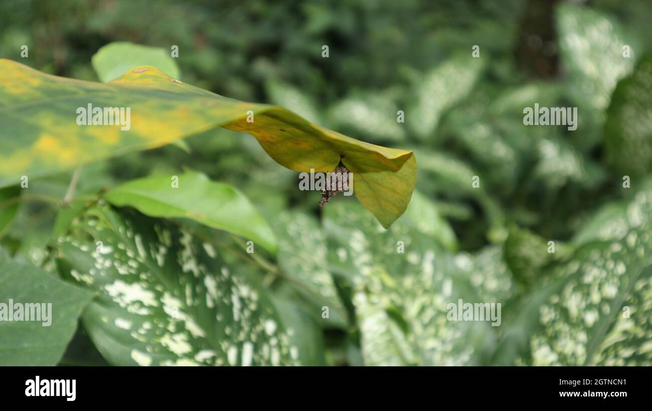 Un petit nid de guêpe suspendu sous une grande feuille, une mouche de guêpe à rayures orange et jaune se trouve sur le nid Banque D'Images