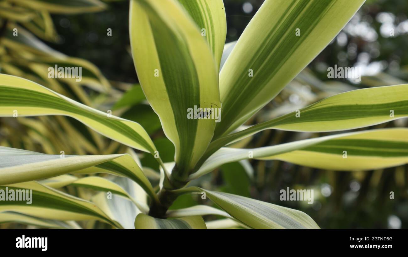 Gros plan d'une plante à longue feuille verte et jaune avec une petite