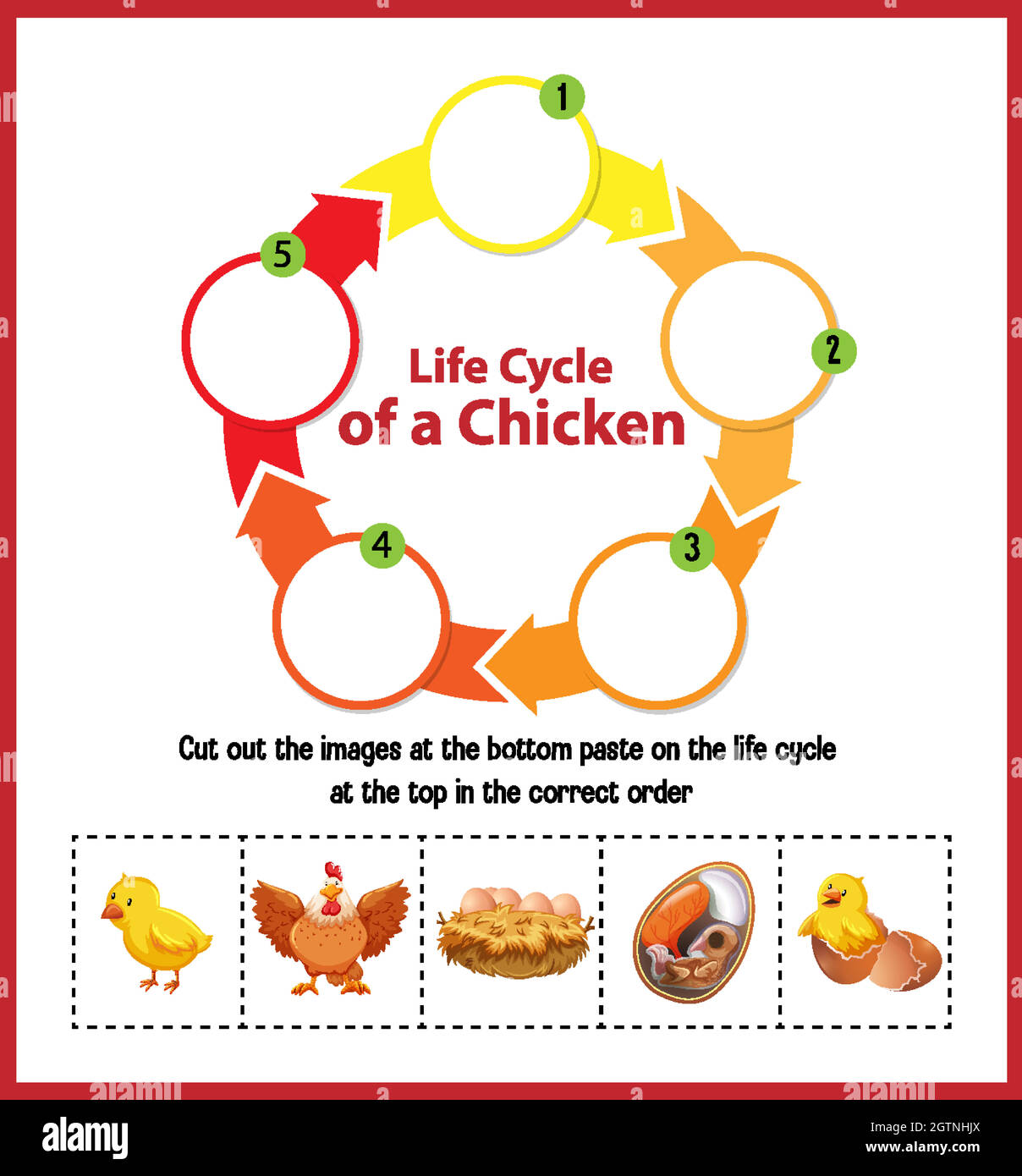 Schéma montrant le cycle de vie du poulet Image Vectorielle Stock - Alamy