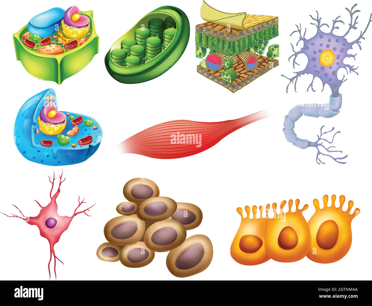 Différentes cellules de biologie Illustration de Vecteur