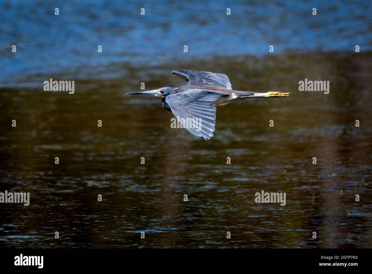 Un petit héron bleu (Egretta caerulea) surplombant les terres humides d'Icacos, Trinidad W.I. Banque D'Images