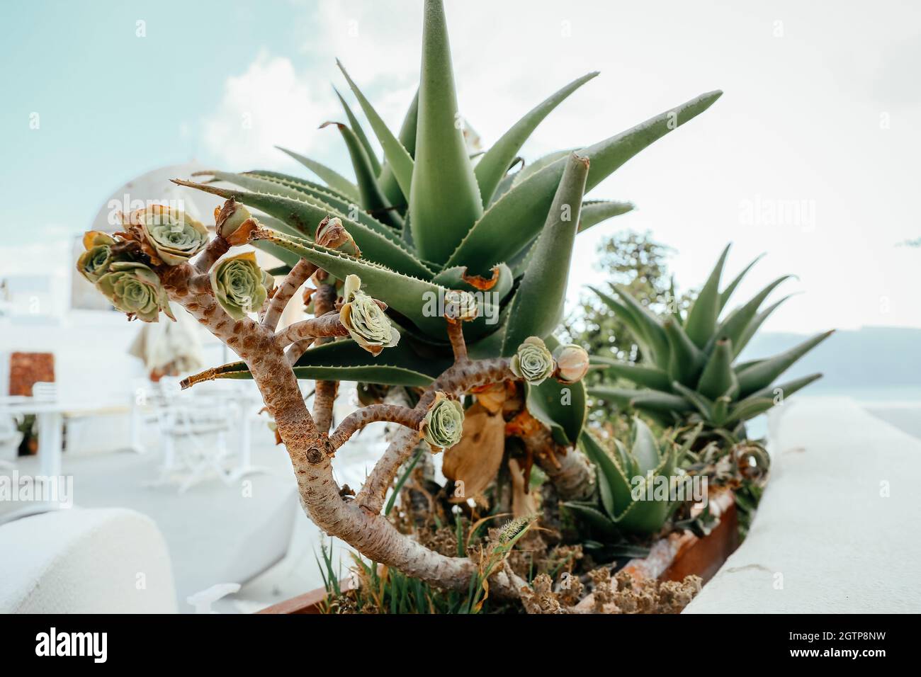 De belles plantes succulentes qui poussent sur un lit de fleurs près de la maison en gros plan le jour ensoleillé de l'été Banque D'Images