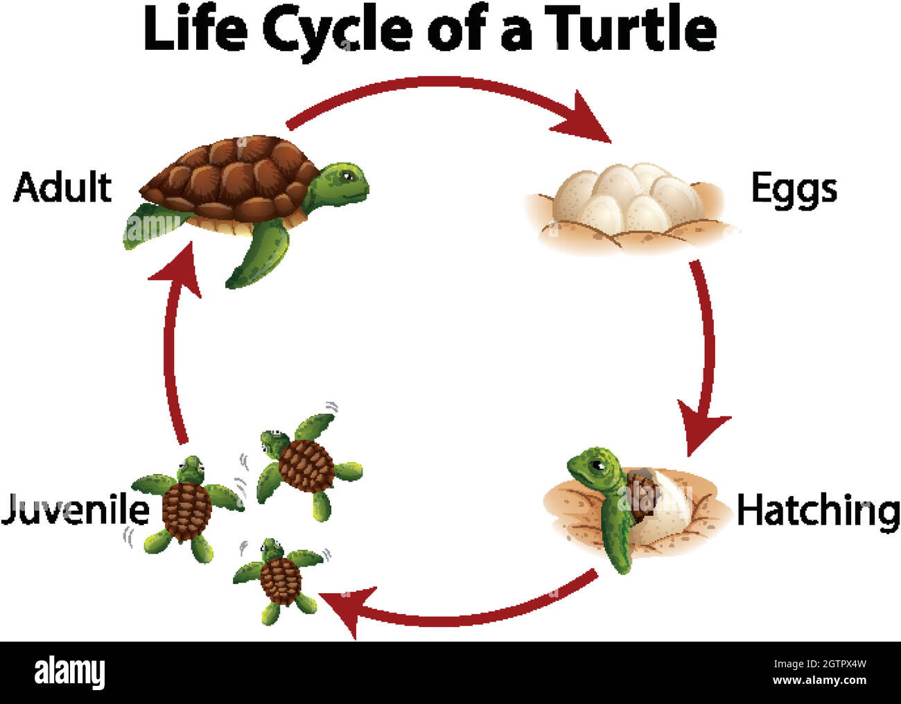 Diagramme montrant le cycle de vie de la tortue de mer Illustration de Vecteur