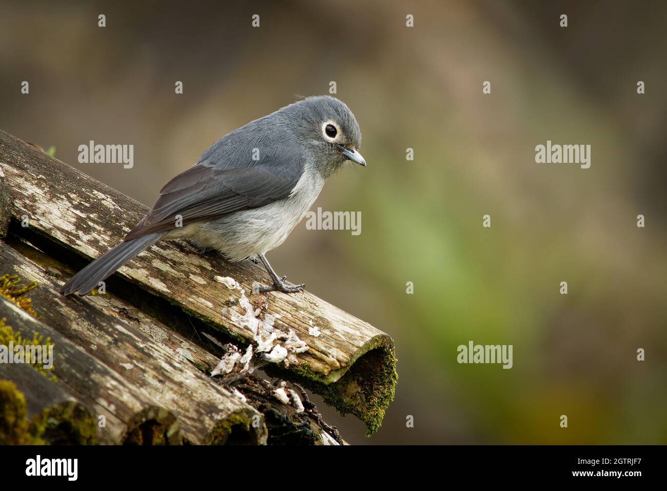 Slaty-flycatcher à yeux blancs - Melaenornis fischeri petit oiseau de passereau gris de Melaenornis, dans Muscicapidae, originaire des montagnes africaines d'Eth Banque D'Images