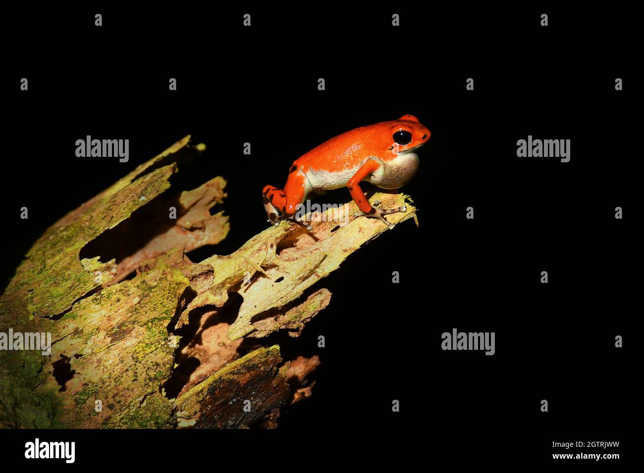 Grenouille de dart et de poison de fraise - Oophaga (Dendrobates) pumilio, petite grenouille de dart rouge poison trouvée en Amérique centrale, du centre-est du Nicaragua Banque D'Images