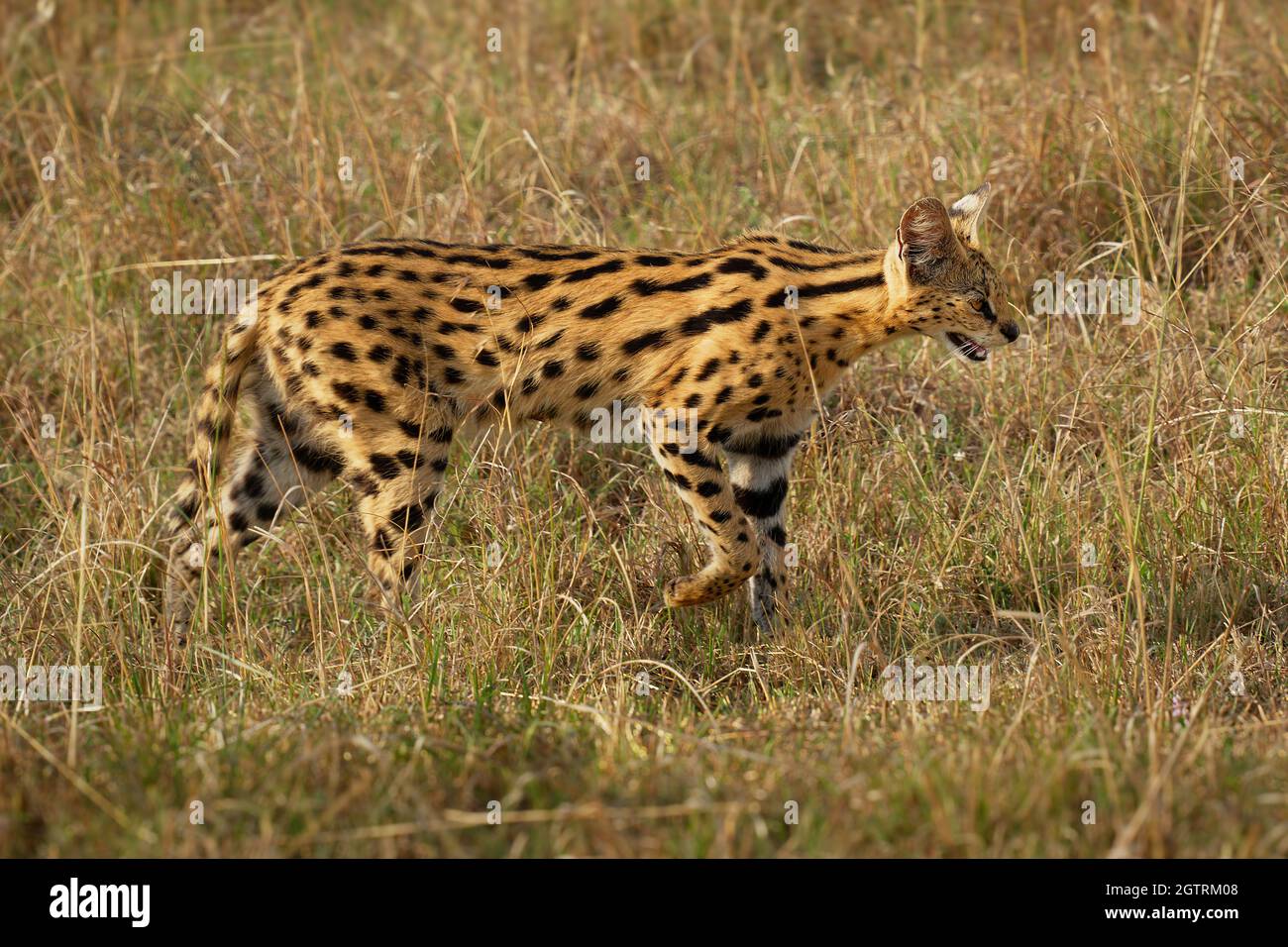 Serval Leptalurus Serval Chat Sauvage Originaire D Afrique Rare En Afrique Du Nord Et Au Sahel Repandu Dans Les Pays Subsahariens Orange Corps Mince Wi Photo Stock Alamy