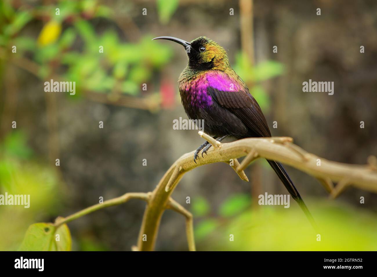 Tacazze Sunbird - Nectarinia tacazze oiseau de la famille des Nectariniidae, trouvé en Erythrée, Ethiopie, Kenya, Sud Soudan, Tanzanie, et Ouganda, coloré Banque D'Images