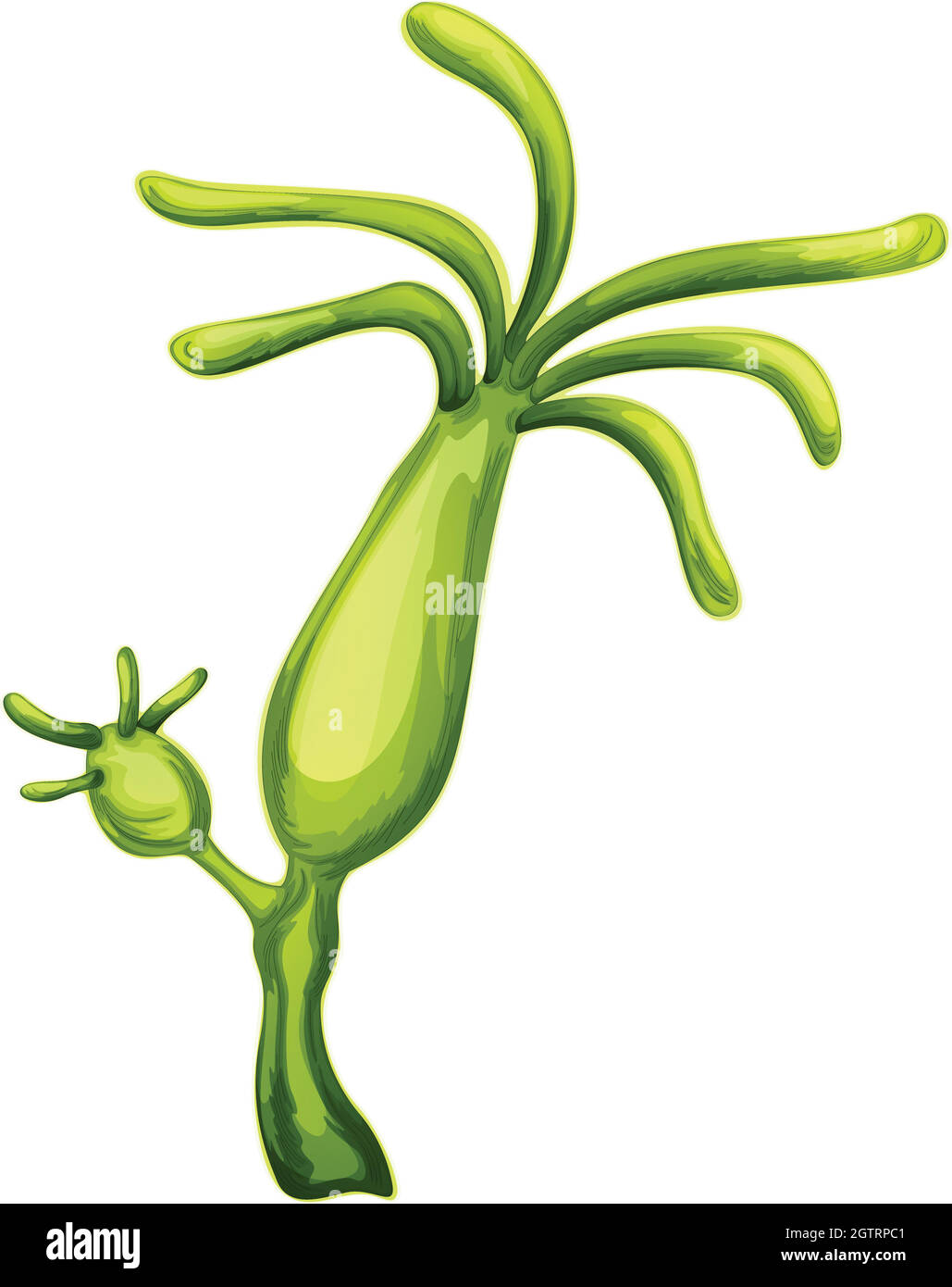 Hydra Illustration de Vecteur