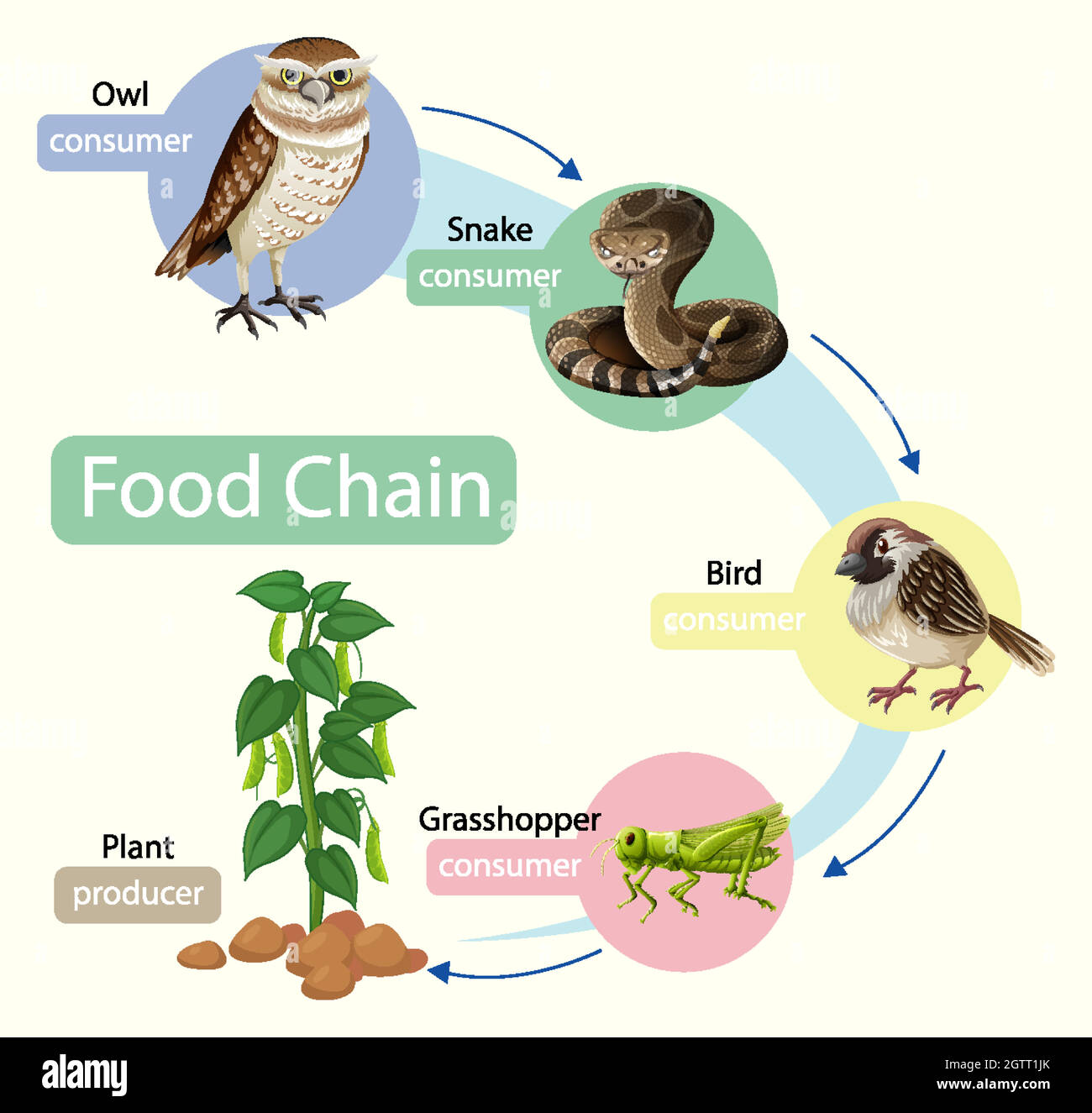 Concept de diagramme de la chaîne alimentaire Illustration de Vecteur