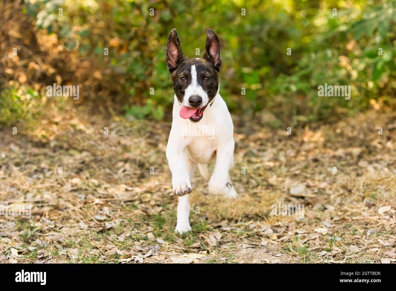 Un chien drôle est de capturer le saut avec sa langue pendant hors de sa bouche et les oreilles qui sautent dans l'air Banque D'Images