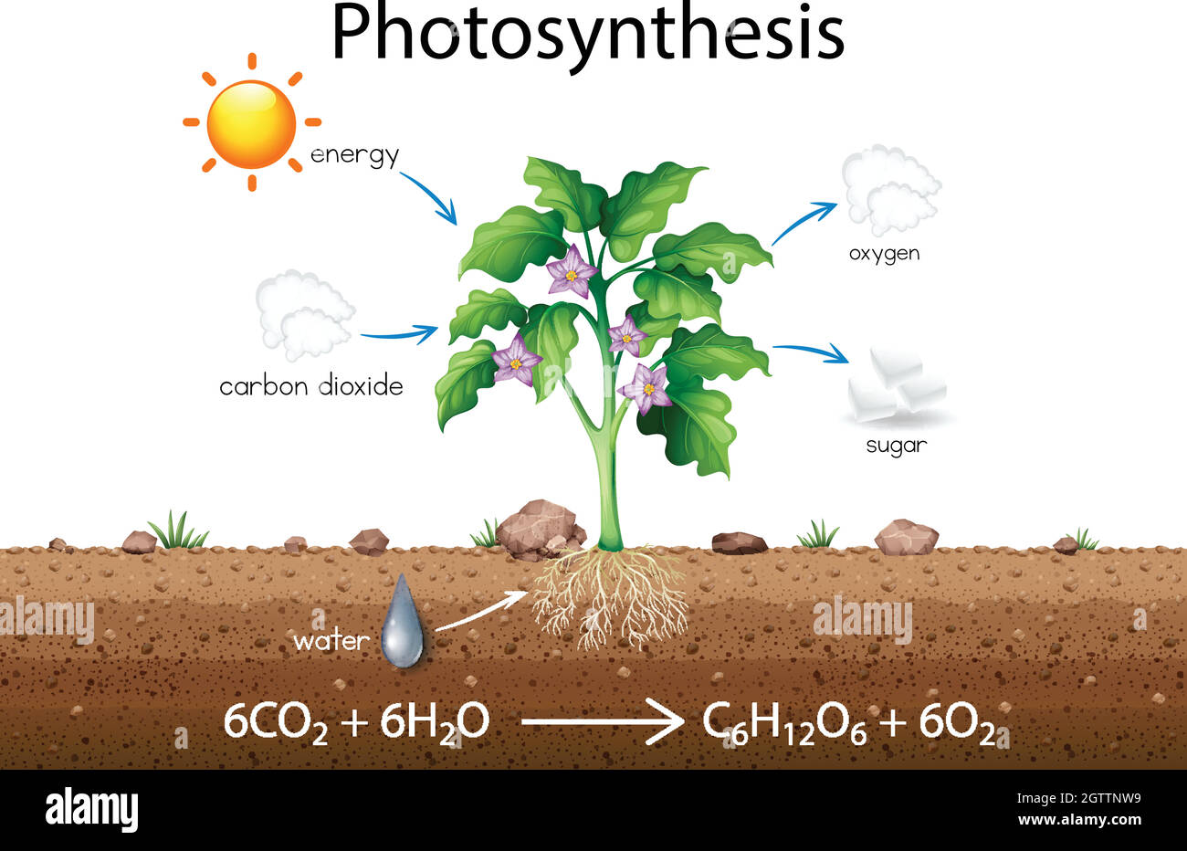 Diagramme scientifique d'explication de la photosynthèse Illustration de Vecteur